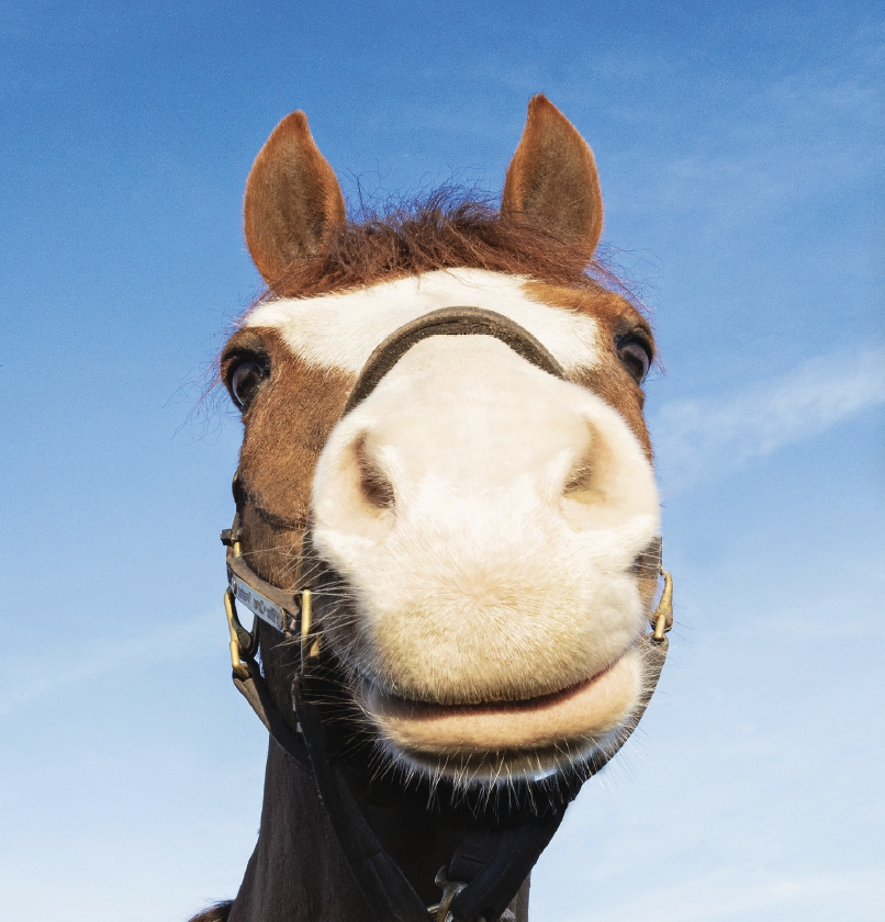 Kent Nutrition – Sentinel